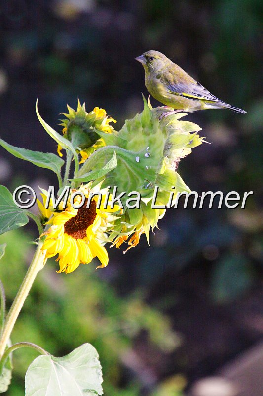 IMG_3481_Sperling auf Sonnenblume.jpg